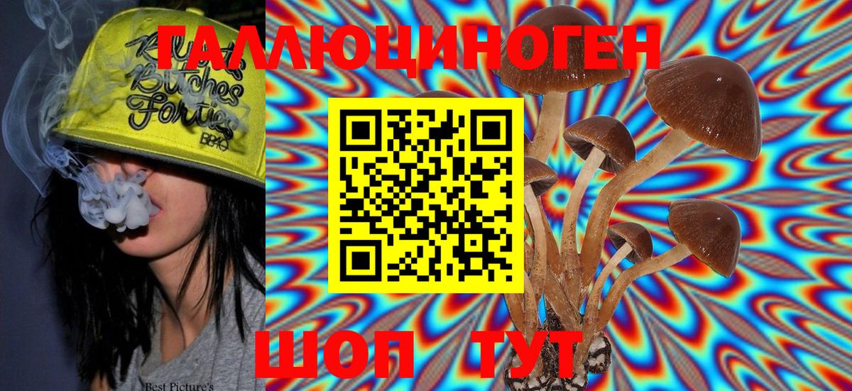 Галлюциногенные грибы Psilocybe Северск